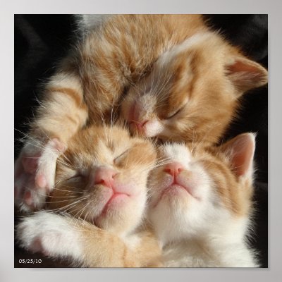 3 Kittens Print by 13BlackCatsDesigns