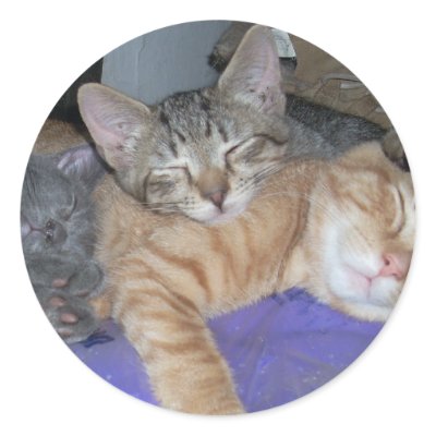3 kittens sleeping round stickers by minx267