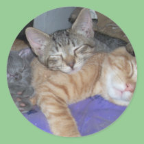 3 kittens sleeping stickers