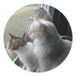 3 kitties at the window stickers