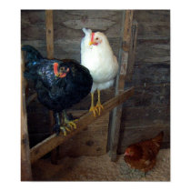 3 Little Hens Poster posters