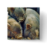 3 Little Pigs Pinback Buttons