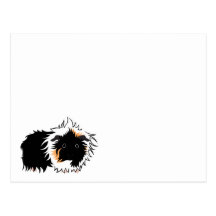 3 long haired piggies postcard 葉書き