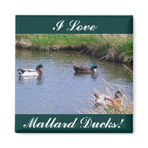 3 Male Mallard Ducks Magnet by CreatureCreations 3 Male Mallard Ducks Magnet
