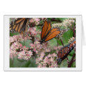 3 Monarchs cards by Incatneato 3 Monarchs cards
