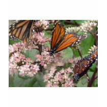 3 Monarchs t-shirts