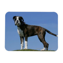 3 Month Old Boxer Puppy Vinyl Magnet