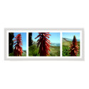 3 Panel Wild Red Cave Flower posters