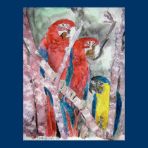 3 parrots bird animal wildlife zoo watercolor art posters