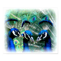 3 PEACOCK PEAFOWL FRIENDS posters