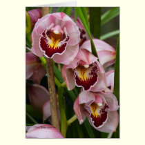 3 Pink Ladies Blooming cards
