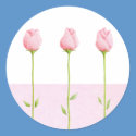 3 Pink Rosebuds Sticker by floatinglemons 3 Pink Rosebuds Sticker