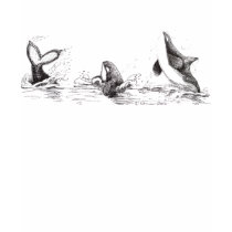 3 Playful Killer Whales Hoodie t-shirts