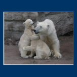 3) Polar bear cubs postcards