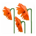 3 poppies posters by samack 3 poppies posters