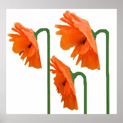 3 poppies poster by samack