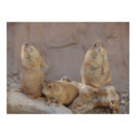 3 Rascals posters by Debrene 3 Rascals posters