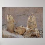 3 Rascals posters