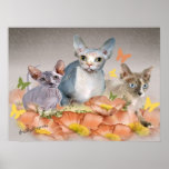 3 sphynx kittens cards posters