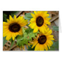 3 Sunflowers cards