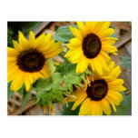 3 Sunflowers Postcards