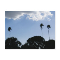 3 Tall Palms postcards by Debrene 3 Tall Palms postcards