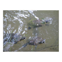 3 Turtles Swimming posters