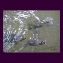 3 Turtles Swimming posters by naturegirl7 3 Turtles Swimming posters