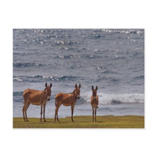 3 Wild Donkeys by the Sea postcard
