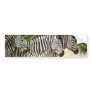 3 Zebra Bumper Sticker