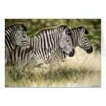 3 Zebra Card