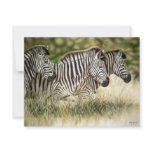 3 Zebra Invitations