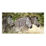 3 Zebra Photo Cards