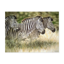 3 Zebra Postcard