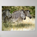 3 Zebra Poster