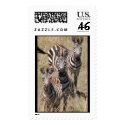 3 zebras postage