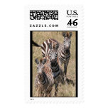 3 zebras postage