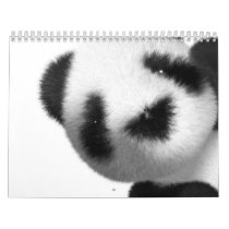 3d Baby Panda 2012 Calendar