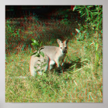 3D Kangaroo Anaglyph poster