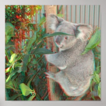 3D Koala Poster