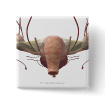 3d model of the female reproductive system buttons