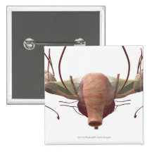 3d model of the female reproductive system buttons