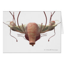3d model of the female reproductive system greeting cards