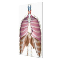 3d rendering of the respiratory system gallery wrap canvas