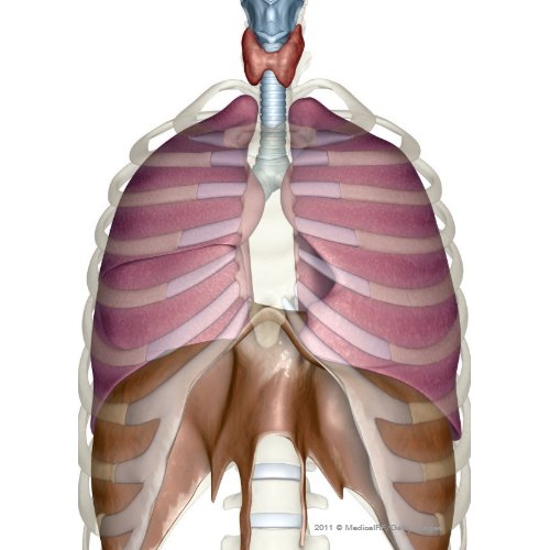 3d rendering of the respiratory system card