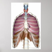 3d rendering of the respiratory system