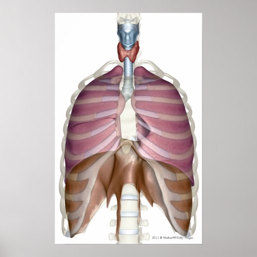 3d rendering of the respiratory system poster | Zazzle