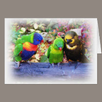 3Lorikeets_0987 cards