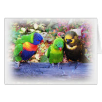 3Lorikeets_0987 cards