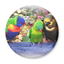 3Lorikeets_0987 magnets
